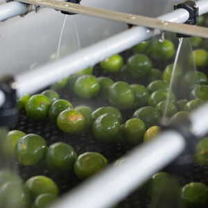 【果汁100%】皮ごとまるごとシークヮーサー500ml×4本セット【1342200】