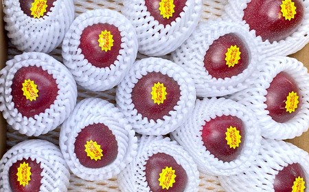 【2026年発送】もとぶ町産パッションフルーツ　家庭用(約1.5kg) 果物