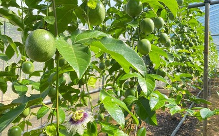 【2026年発送】もとぶ町産パッションフルーツ　家庭用(約1.5kg) 果物