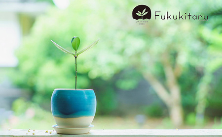 Fukukitaru-フクキタル-　観葉植物　フクギ インテリア おしゃれ 陶芸 やちむん 沖縄 プレゼント ギフト お土産 贈答 人気 おすすめ ふくぎ 貴重 陶器 フクギ並木 ガーデン 鉢 陶器鉢 苗木 特別