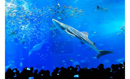 【迫力の大水槽】沖縄美ら海水族館 チケット引換券(大人券4枚)