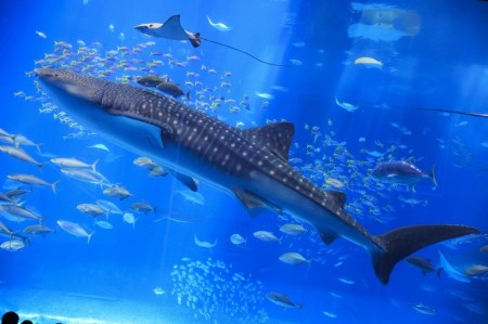 沖縄美ら海水族館オリジナルグッズ ステーショナリー9点セット 沖縄県本部町 ふるさと納税サイト ふるなび