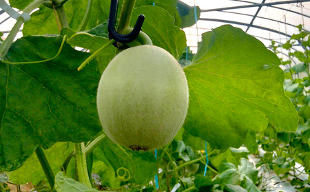 本部町産　アールスメロン（2玉）2.8kg以上 フルーツ 果物 果実 期間限定 数量限定 おすすめ おススメ 本部町 人気 沖縄産 おきなわ もとぶ 贈答 プレゼント 贈り物 スイーツ デザート 糖度 品質 ギフト