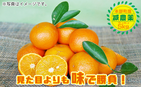 【2025年発送】南国のみかん！本部町産タンカン（約5kg入り） みかん 柑橘 沖縄 おきなわ 果実 フルーツ 青果 期間限定 先行予約 数量限定 旬 人気 おすすめ 贈答 プレゼント ギフト 贈り物 子供 デザート 取り寄せ