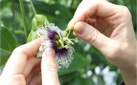 2024年発送】山パ農園 パッションフルーツ 1箱（約1kg） | 沖縄県本部