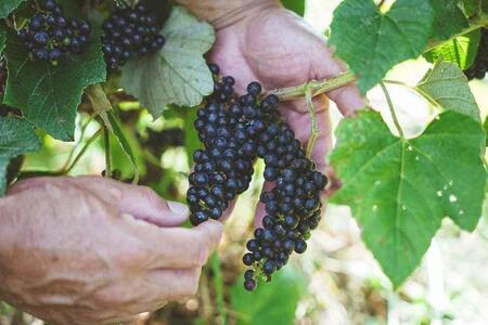 ワイン チョコレート【涙Nada】沖縄 山葡萄種 リュウキュウガネブ 使用 ４点セット ｜ワイン リキュール チョコ ショコラ 人気 おすすめ ふるさと納税 沖縄県 恩納村