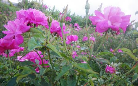 化粧品 琉球ローズ 化粧水 50ml × 1本 ノーマルタイプ【オーガニック】｜スキンケア ローション コスメ 美容 人気 おすすめ 恩納村 沖縄 琉球 送料無料