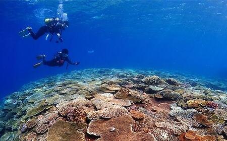 チケット ファンダイビング ｜ 中級 2DIVE（2名様 or 2日）万座近海【恩納村ラグーン】