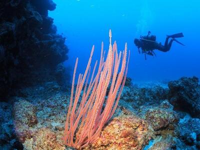 チケット ファンダイビング ｜ 初級3DIVE（2名 or 1名様×2日）万座近海【恩納村ラグーン】