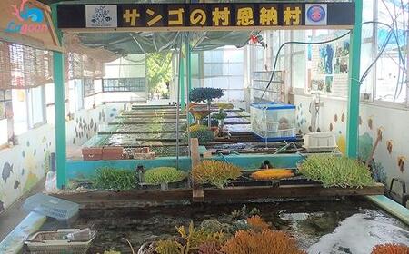 沖縄サンゴの村でサンゴ苗作り体験【恩納村ラグーン】