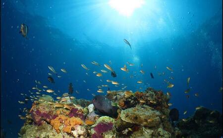 ボートで行く『青の洞窟＆クマノミポイント』本格！体験ダイビング2本（2名様）