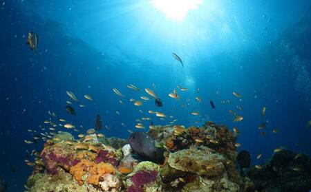 ボートで行く『青の洞窟&クマノミポイント』ファンダイビング2本(2名様)