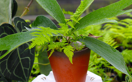 【OnnaIchigoFarm】コウモリラン 小 沖縄 コウモリラン ビカクシダ 室内植物 屋外植物 ヘゴ板 室内緑化 植物インテリア 観葉植物 沖縄産 プラントギフト 緑のある暮らし 園芸用品 インテリアプランツ 根付き植物 人気 ヘゴの木 おすすめ 送料無料 恩納村