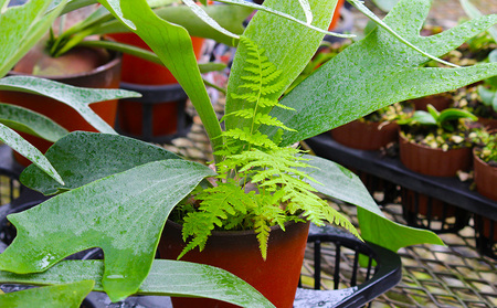 【OnnaIchigoFarm】コウモリラン 小 沖縄 コウモリラン ビカクシダ 室内植物 屋外植物 ヘゴ板 室内緑化 植物インテリア 観葉植物 沖縄産 プラントギフト 緑のある暮らし 園芸用品 インテリアプランツ 根付き植物 人気 ヘゴの木 おすすめ 送料無料 恩納村