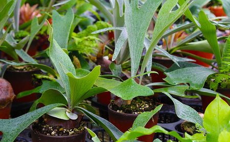 【OnnaIchigoFarm】コウモリラン 小 沖縄 コウモリラン ビカクシダ 室内植物 屋外植物 ヘゴ板 室内緑化 植物インテリア 観葉植物 沖縄産 プラントギフト 緑のある暮らし 園芸用品 インテリアプランツ 根付き植物 人気 ヘゴの木 おすすめ 送料無料 恩納村