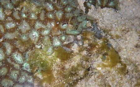 【環境省重要湿地】【屋嘉田潟原】夜の干潟の観察（3人）