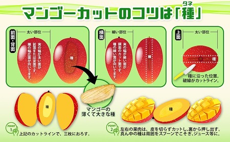【2024年発送】平田果樹園の厳選アップルマンゴー贈答用（約1kg）