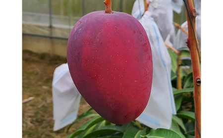 【2024年発送】南国の恵み！久志マンゴー農園のアップルマンゴー贈答用（約1kg）