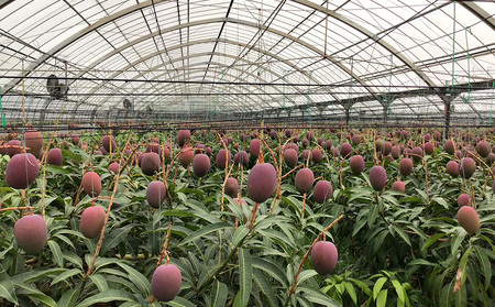 【2024年発送】山川農園のアップルマンゴー家庭用（約2kg）