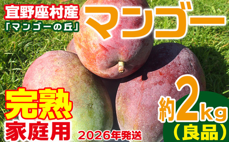 【2026年発送】家庭用　宜野座村産完熟マンゴー「マンゴーの丘」約2kg（良品） アーウィン 果物 甘い 夏 濃厚 ギフト Mango ランキング 完熟 お気に入り 収穫 人気 甘味 フルーツ 沖縄県 国産 食品 デザート 産地直送 送料無料
