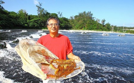 訳あり品 家庭で気軽に車海老 1000g 加熱調理用 沖縄県宜野座村 ふるさと納税サイト ふるなび 訳あり品 家庭で気軽に車海老 1000g 加熱調理用 沖縄県宜野座村 ふるさと納税サイト ふるなび