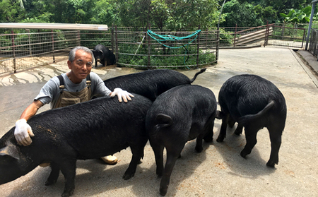 【数量限定】黒金豚アグー　しゃぶしゃぶセット（ロース、モモ） 沖縄県 ブランド豚 豚肉 もも肉 国産 ギフト 自然 美食 絶品 お気に入り 簡易包装 人気 おすすめ 贅沢 旨み 特別な 食品 人気 産地直送 送料無料