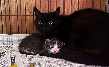 【お礼の品なし】沖縄県金武町でネコを救う 保護猫活動などをサポート(1万円) ねこ 地域猫 保護活動 支援 応援 動物愛護 地域猫 寄付のみ 思いやり 助ける 命 救助 感謝 お世話 沖縄県 南国 動物福祉 ペット 幸せ 活動