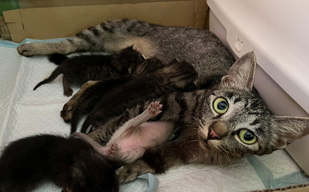 【お礼の品なし】沖縄県金武町でネコを救う 保護猫活動などをサポート(1万円) ねこ 地域猫 保護活動 支援 応援 動物愛護 地域猫 寄付のみ 思いやり 助ける 命 救助 感謝 お世話 沖縄県 南国 動物福祉 ペット 幸せ 活動