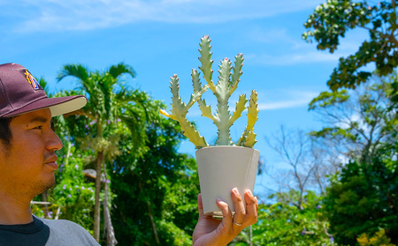 【ANDES farm.】沖縄育ち 良型ホワイトゴースト ユーフォルビア ホワイトゴースト 観葉植物