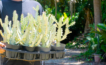 【ANDES farm.】沖縄育ち 良型ホワイトゴースト ユーフォルビア ホワイトゴースト 観葉植物