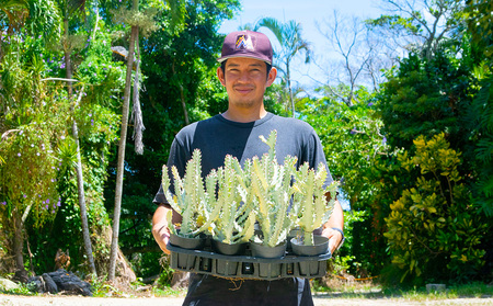 【ANDES farm.】沖縄育ち 良型ホワイトゴースト ユーフォルビア ホワイトゴースト 観葉植物