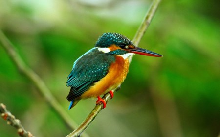 新発見がいっぱい！　金武町　専門家による野鳥ガイド　