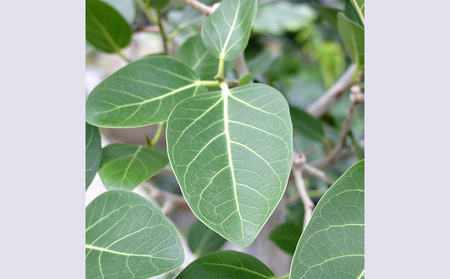 沖縄の観葉植物 フィカス ベンガレンシス6号 ラスターポット 観葉植物