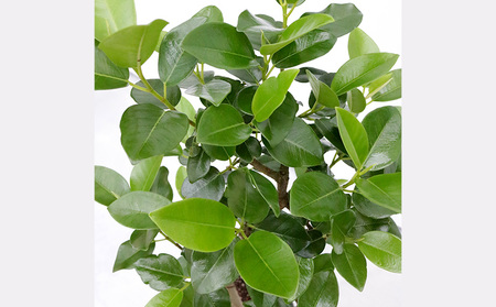 沖縄の観葉植物 フィカス フランスゴム6号 ラスターポット 観葉植物