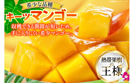 【期間限定発送】 キーツ マンゴー 秀品 約 2kg (2～3玉) [伊江村マンゴー部会 沖縄県 伊江村 ie47bde320009]