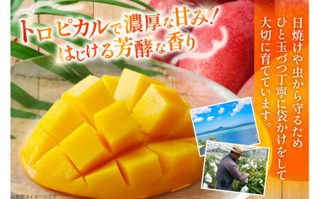 【期間限定発送】 完熟 マンゴー (アーウィン種) 約 2kg (4～6玉) [伊江村マンゴー部会 沖縄県 伊江村 ie47bde320013]