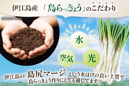 【期間限定発送】島らっきょう 生 約 1kg [畑シンカ 沖縄県 伊江村 ie47bde250000]