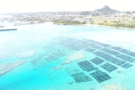もずく 伊江島産 生もずく 冷凍 12パック [伊江漁業 沖縄県 伊江村 ie47bde290000]