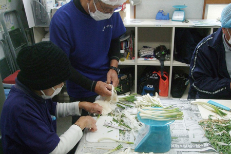 【期間限定発送】 島らっきょう 生 皮むき 250g 2袋 計 500g [ミュージアム 沖縄県 伊江村 ie47bde230012]