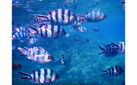 【むるぬーし】ボートシュノーケリング<3名様分>