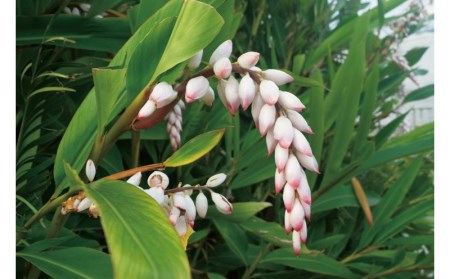 月桃の花蒸留水と月桃茶のセット