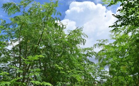 奇跡の植物＜モリンガ＞パウダー（5個セット） ☆ チカラ お手軽 ビタミン豊富 ミネラル豊富 読谷村産 沖縄