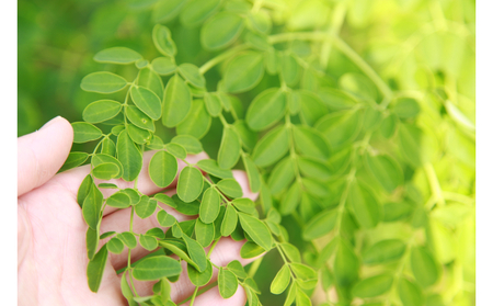 【沖縄ウスリファーム】よみたんモリンガ青汁(シークワサー風味)1箱