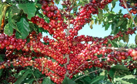 【VIVA LA COFFEE】トミオフクダ　ドライオンツリー＆ブルボンアマレロ（豆）飲み比べセット（各300g）