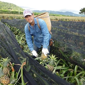 農林水産大臣賞を受賞した農家さんの完熟カットパイン1.25kg(250g×5袋)【配送不可地域：離島】【1013205】