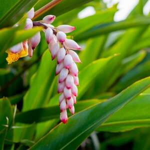 リラクシングオイルセット【1100334】