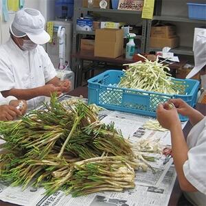 島らっきょうの塩漬け300g【配送不可地域:離島】【1036254】
