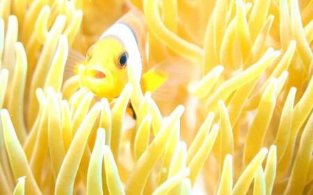 【ふるさと納税】【ふるさと納税】沖縄県北谷町 2ビーチファンダイビング | 沖縄 体験 人気