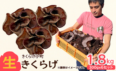 生きくらげ　300g×6セット きくらげ 乳酸菌 栽培 きのこ 生 生キクラゲ レシピ 料理 家庭料理 食感 きくらげ小町 木耳 キクラゲ お取り寄せ おすすめ 国産 送料無料 おきなわ 沖縄 北中城村