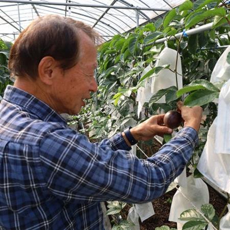 【2026年3月より順次発送】井上さんのパッションフルーツ約1kg(8～11個)【1480404】